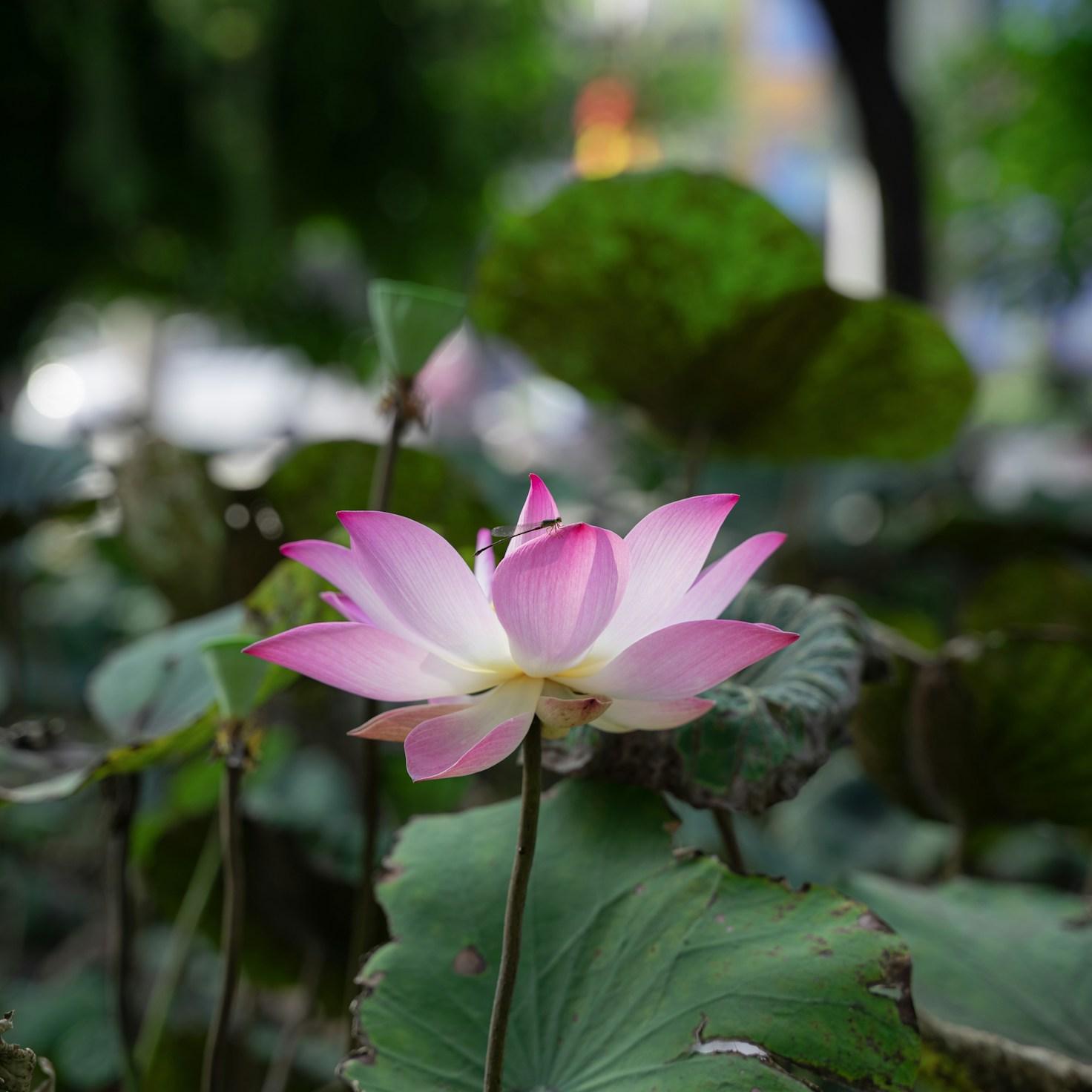 Meditation space with cushions arranged in a circle